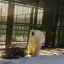 Самка белого медведя Пурга прибыла в Волоколамск