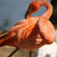 Птенец розового пеликана вылупился в Волоколамске