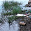 Загрязнение реки Ламы в Волоколамске выявили после жалоб жителей
