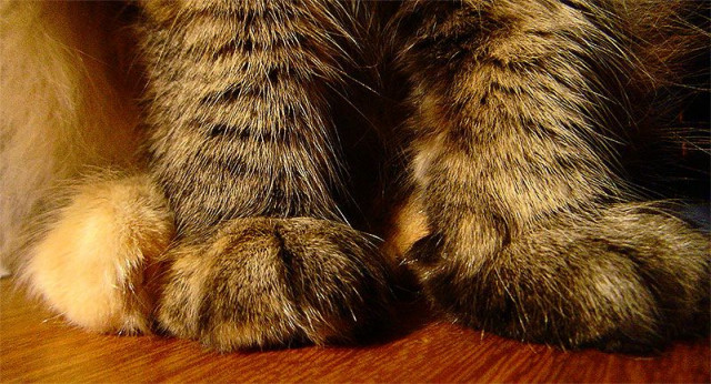 Ученые объясняли, почему кошка топчет хозяев лапками — Ламаград
