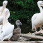 В Волоколамске вывели розового пеликана
