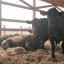 Крупный рогатый скот из Дании улучшит генофонд в Волоколамске