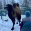 Двугорбый верблюд появился в Волоколамске в центре воспроизводства редких видов животных