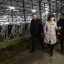 Еще две большие молочные фермы планируют построить в Волоколамске