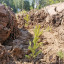 В Волоколамском филиале "Мособллес" посадили 35 гектар молодого леса