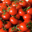 Более 120 кг томатов из Турции обнаружили и уничтожили на плодоовощной базе в Волоколамске