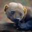 В Сычёвском питомнике Московского зоопарка родились малыши ирбиса и редкой тайры