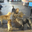 В Волоколамском районе решают проблему бродячих собак