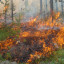 Полиция Волоколамска предупреждает об ответственности виновников лесных пожаров