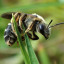 В Шаховской пчёлы насмерть закусали мужчину