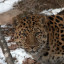 В Волоколамске вылечат дальневосточного леопарда