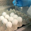 У России отсутствуют собственные яйца для производства вакцины