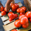Турецкие помидоры вернутся на рынки в декабре