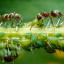 Клуб владельцев частных садов.Садовые муравьи и тля: как они связаны и как от них избавиться 1
