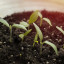 Как вырастить хорошую рассаду томатов, перца и баклажанов в домашних условиях